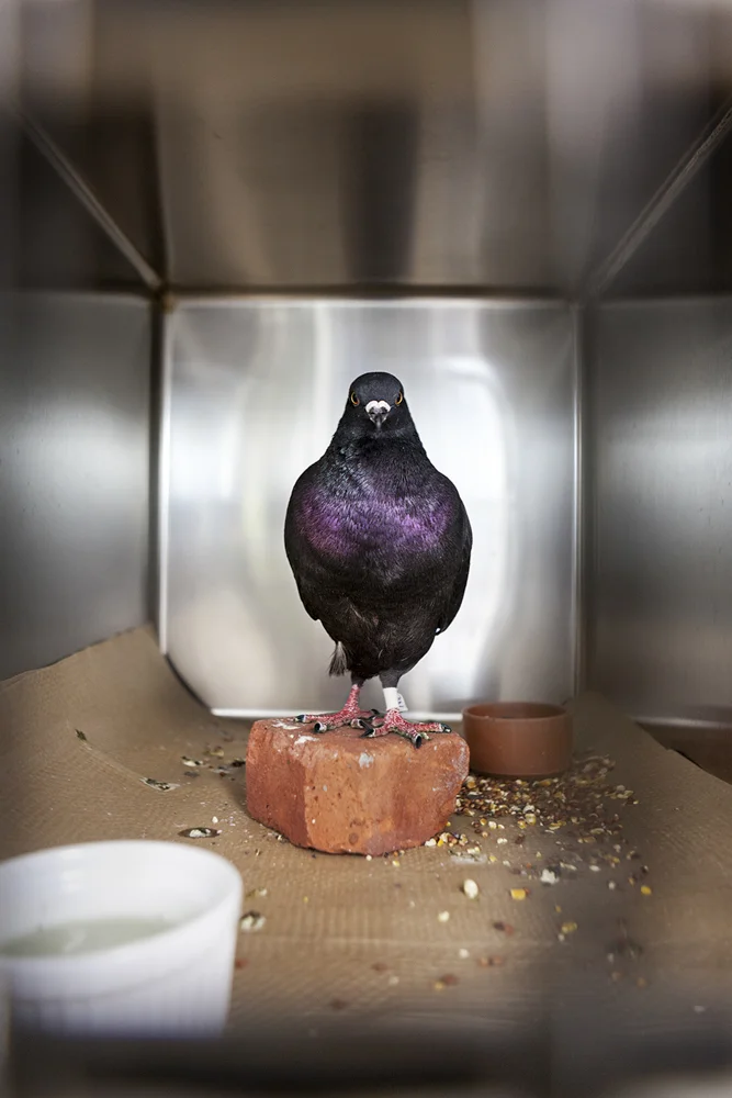 Website birds-2.jpg