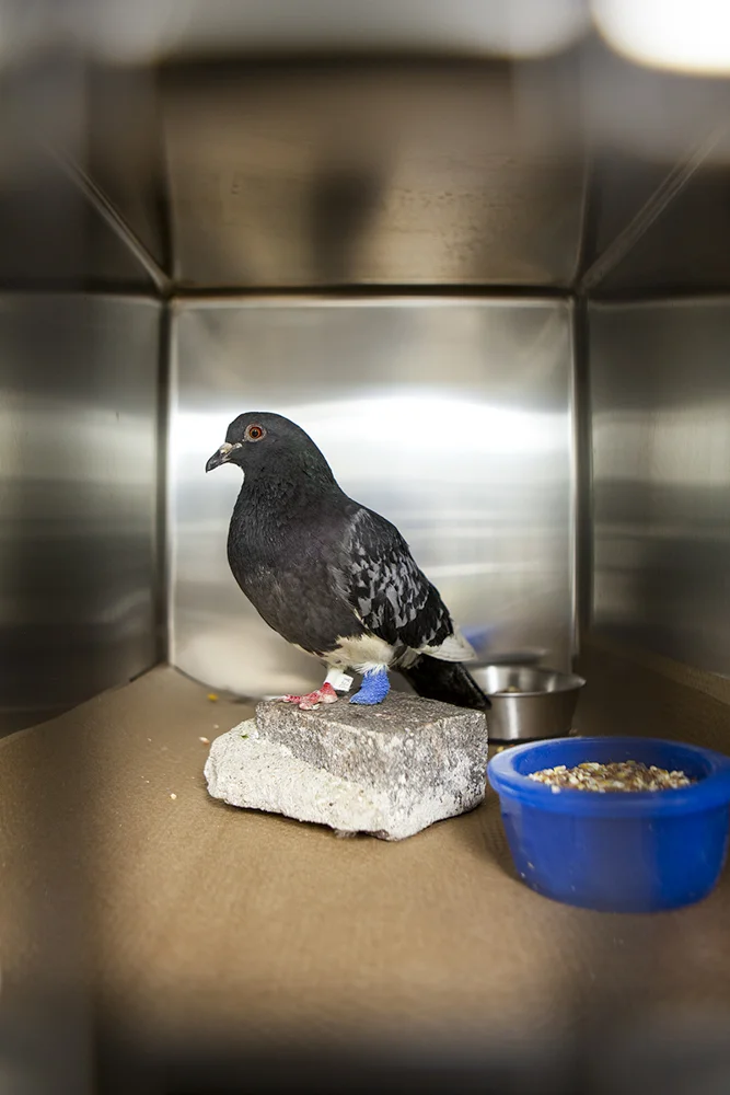 Website birds-1.jpg