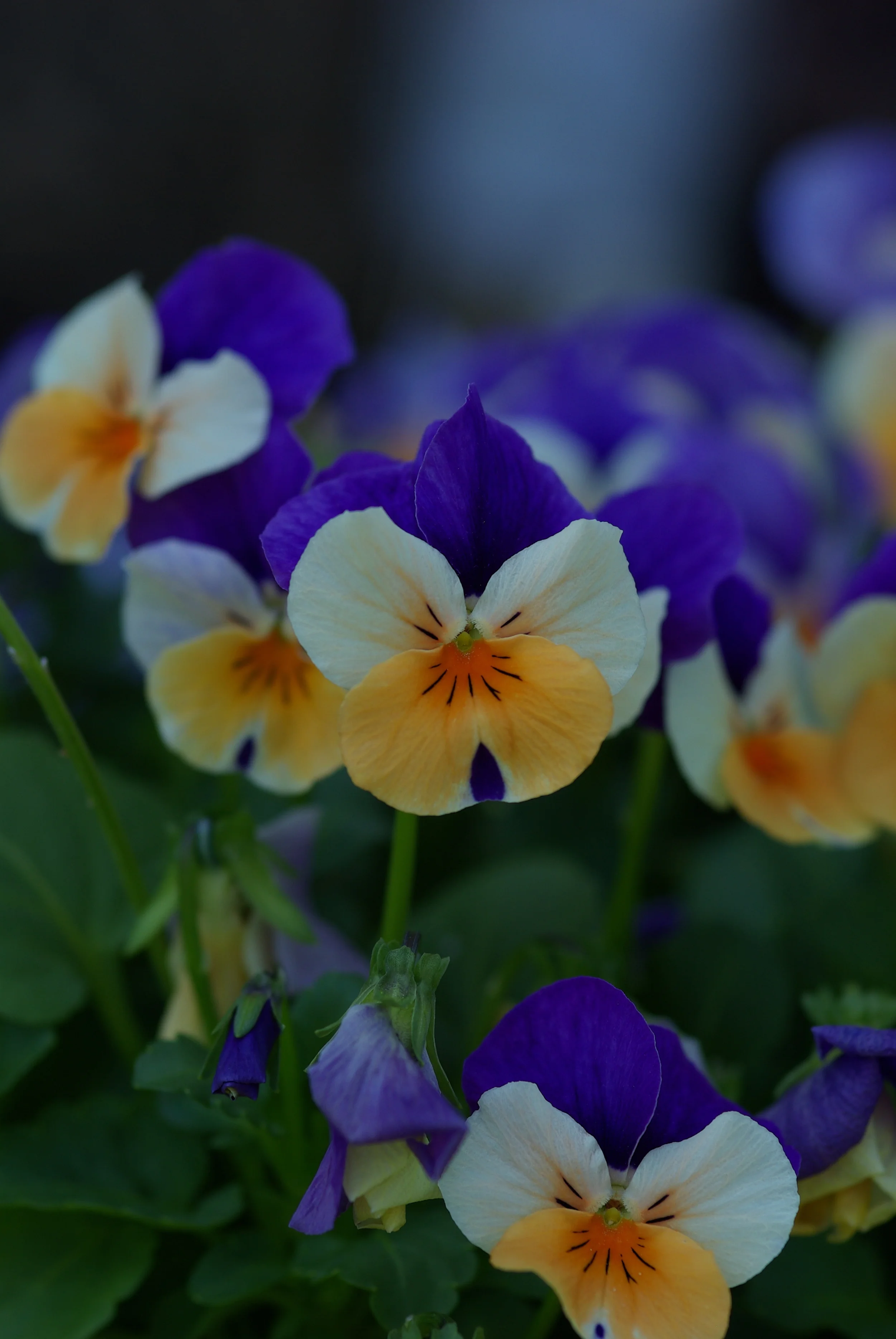 Spiders & Plants 598.jpg