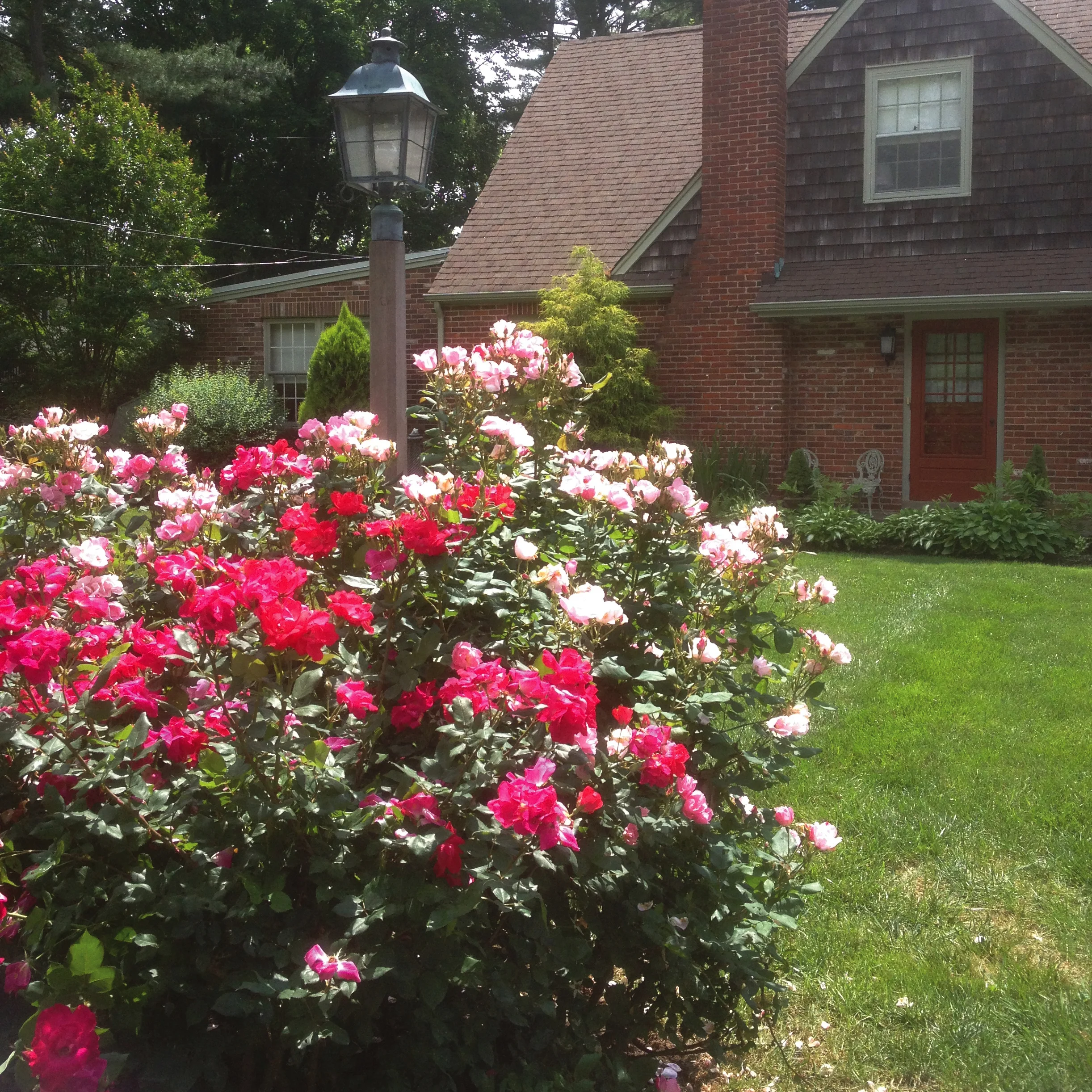 SQ2_front roses.jpg