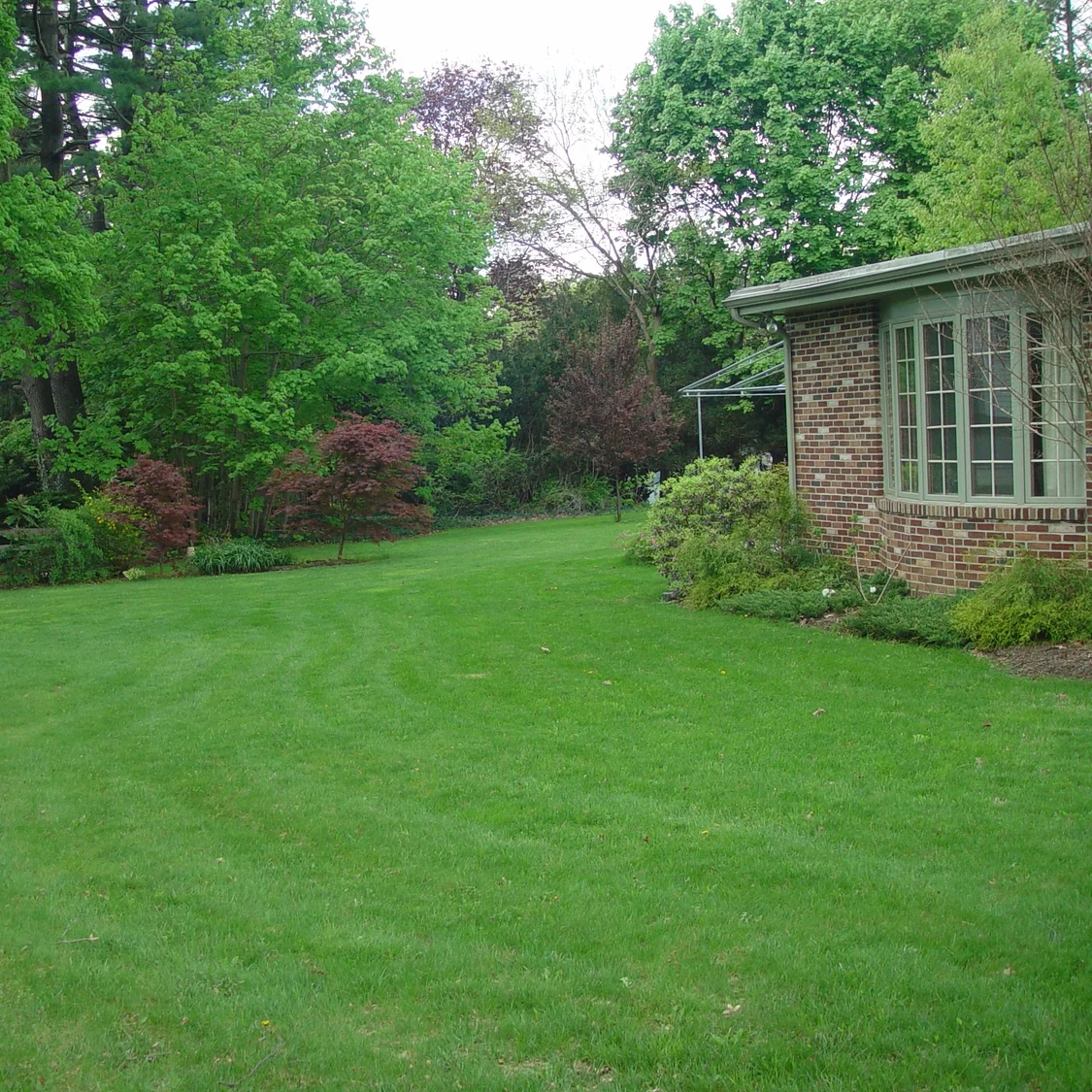 side yard.jpg