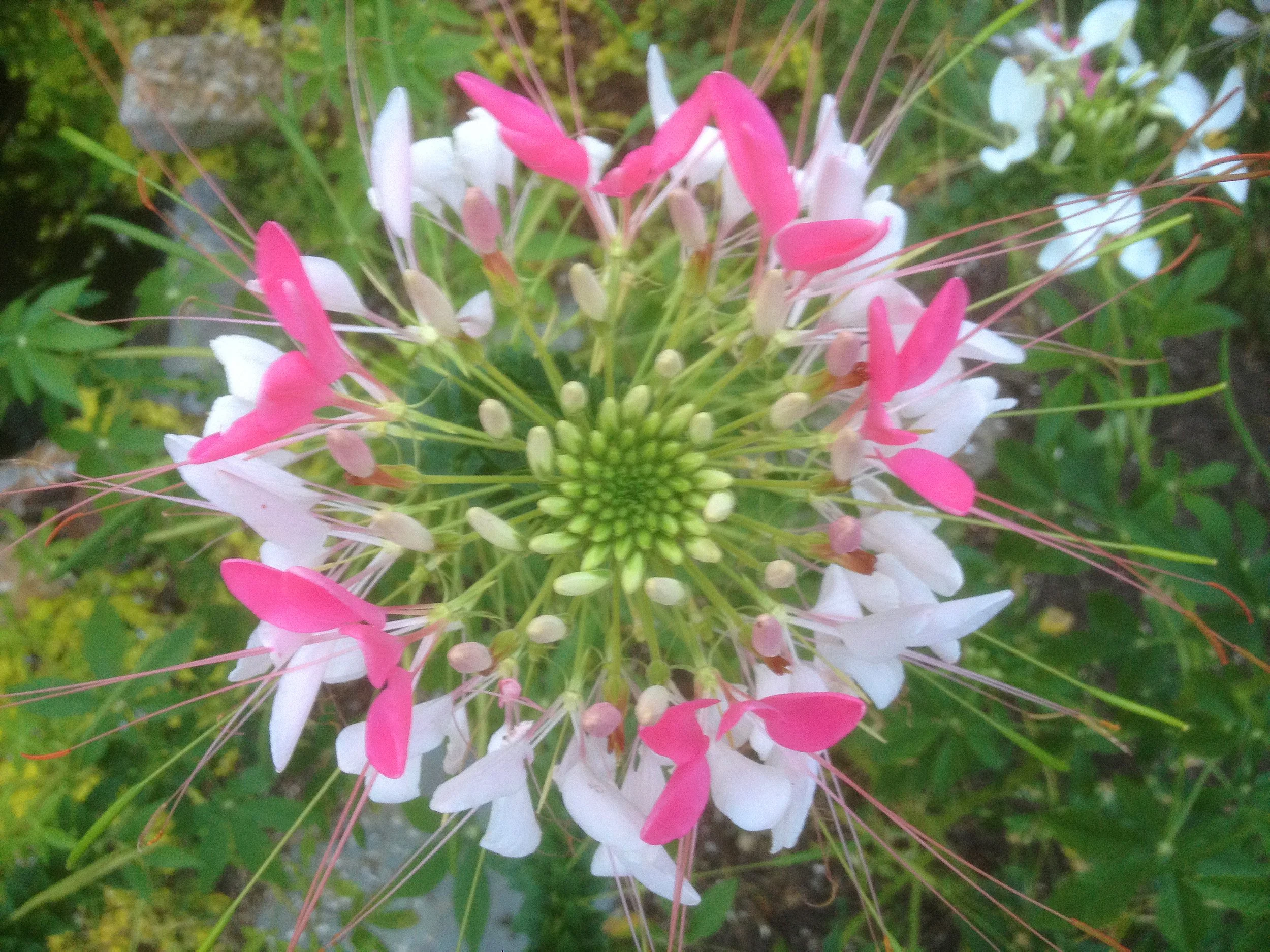 cleome.jpg