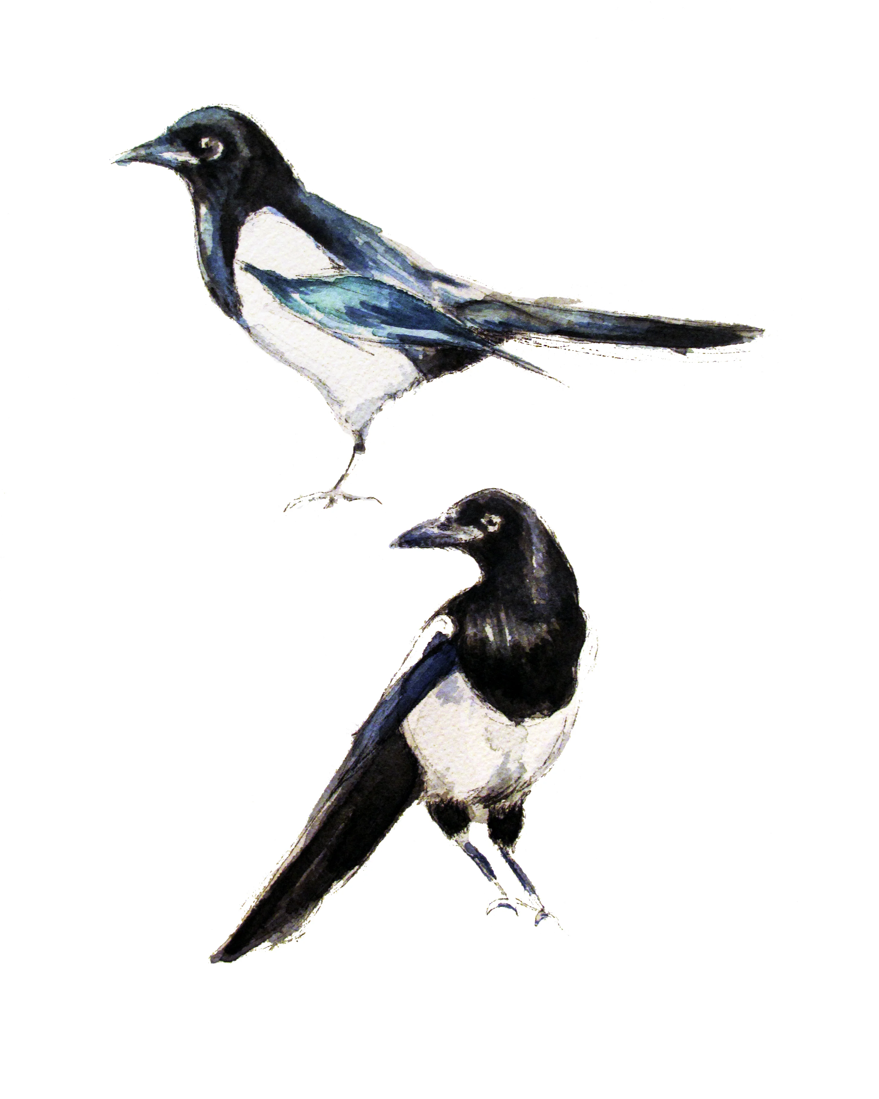 Magpies Print