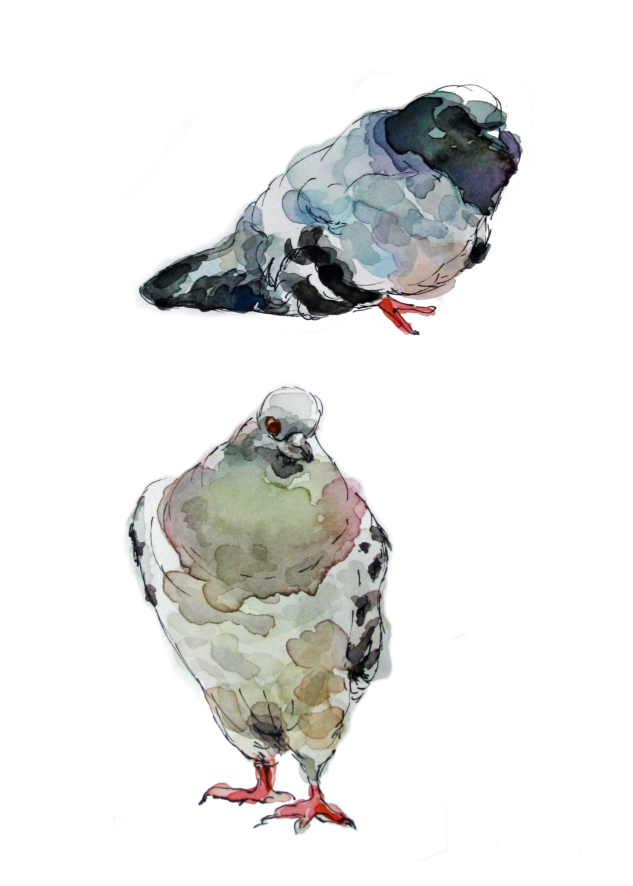 Pigeon Pair Print