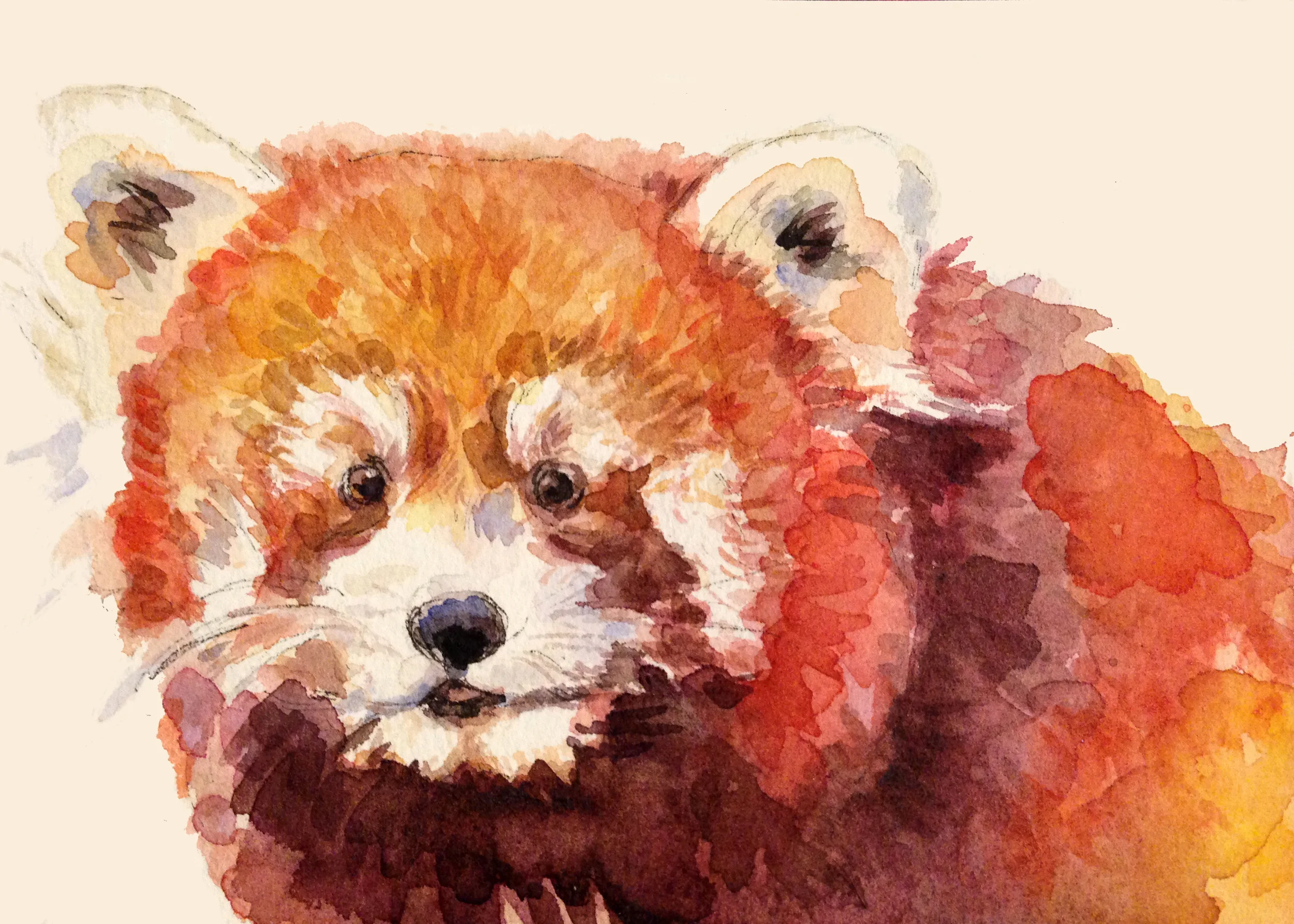 Red Panda