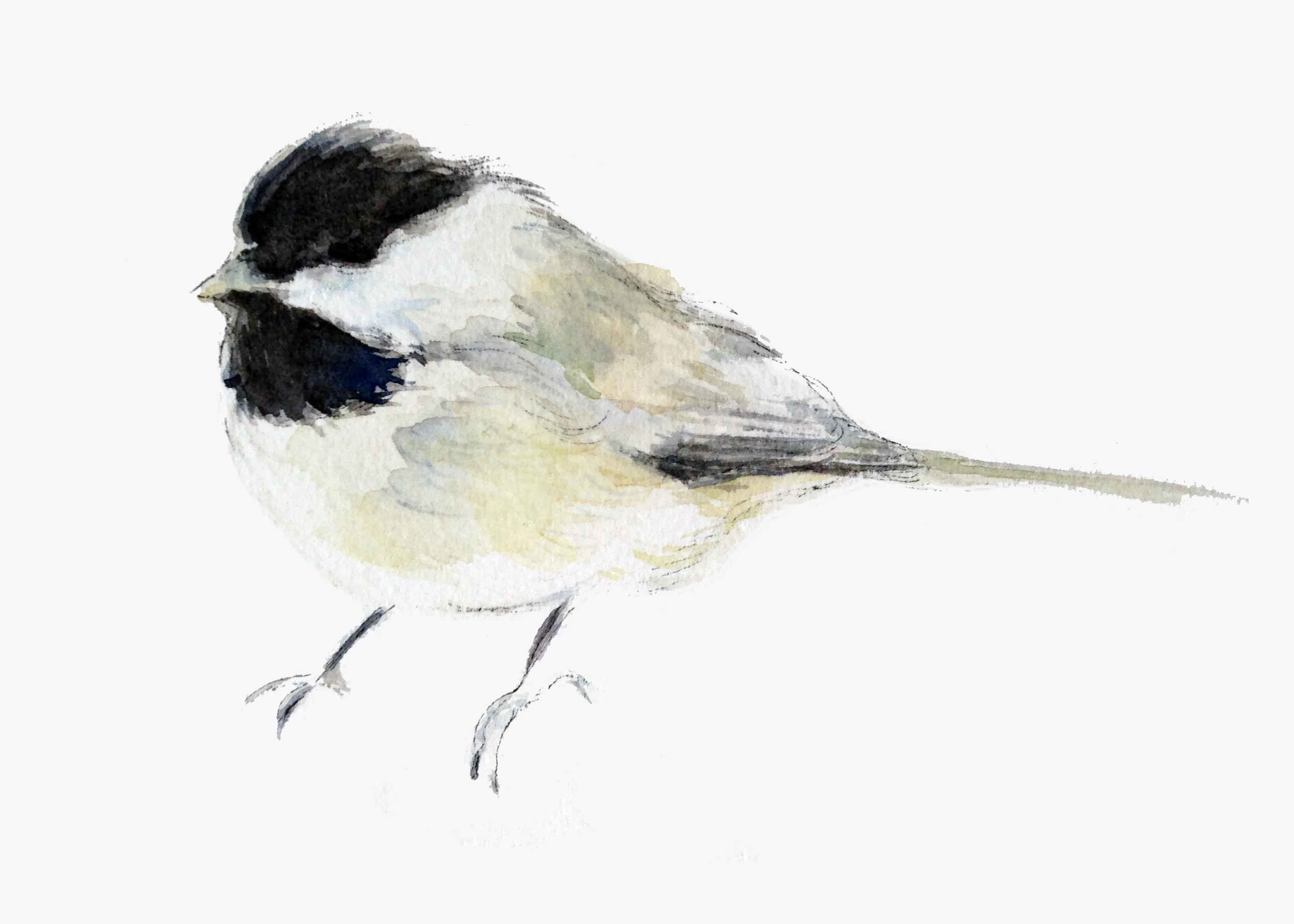 Chickadee #1 Print