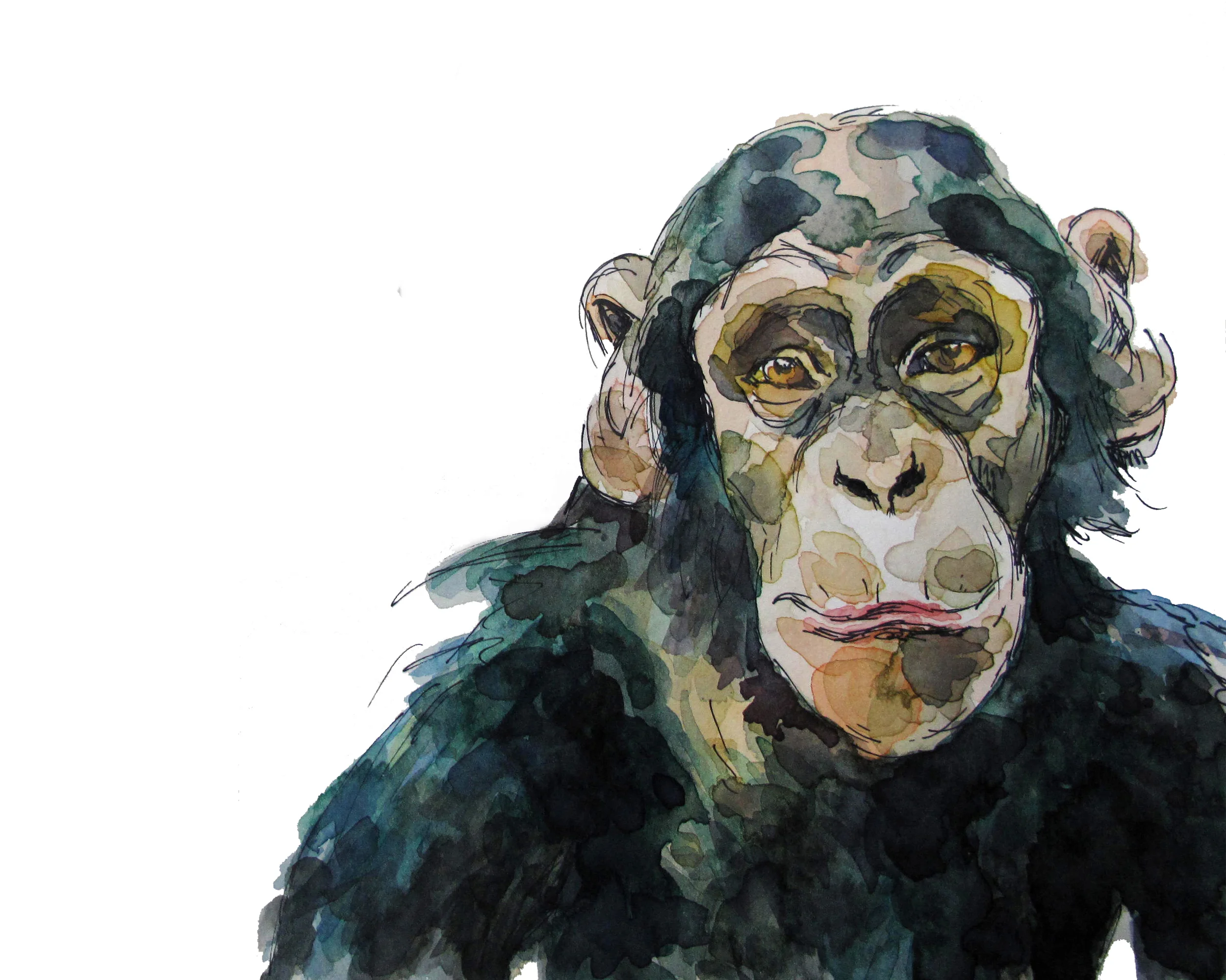 Chimpanzee Print 