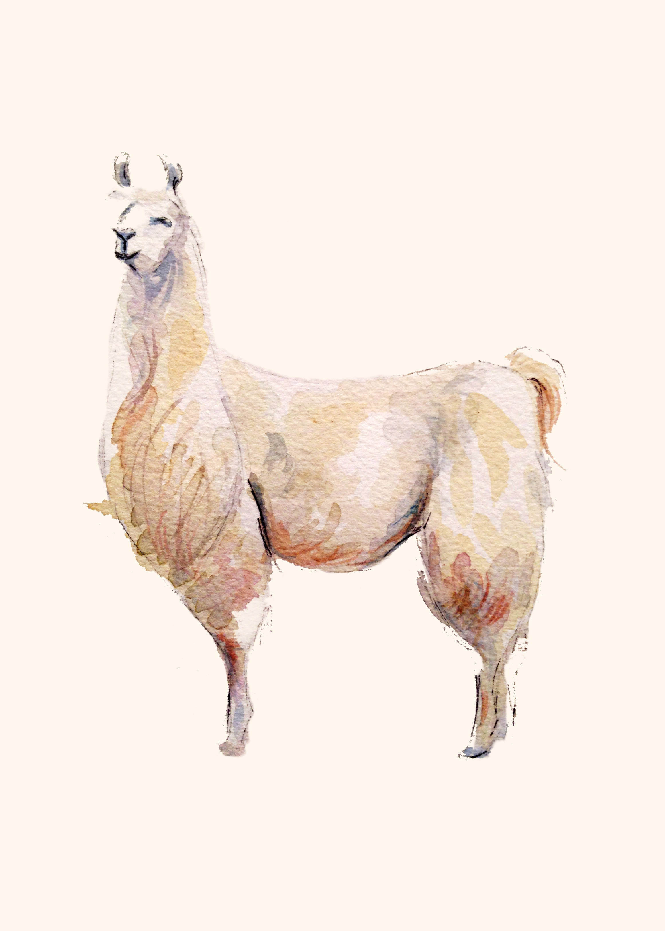 animals — Gloria Ho Illustrations