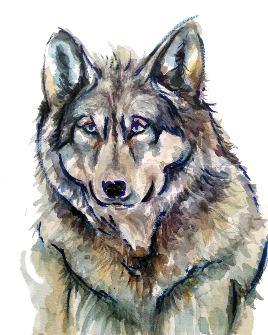 Blue Wolf Print