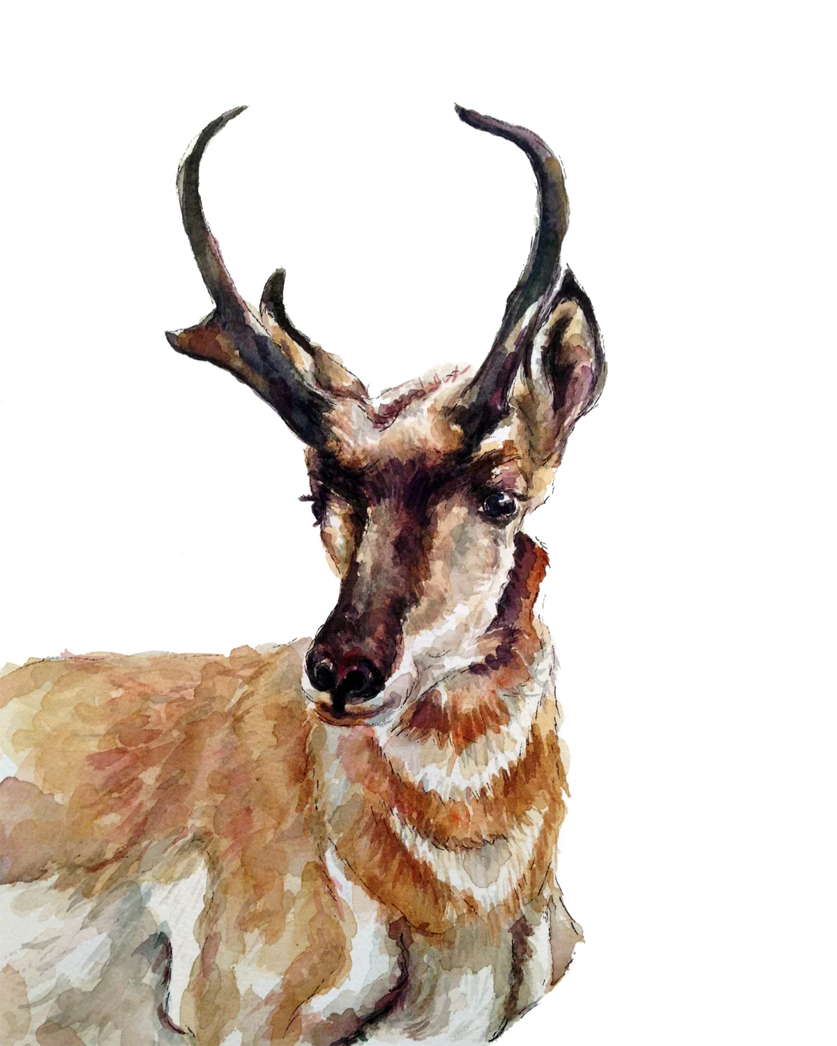Pronghorn Print