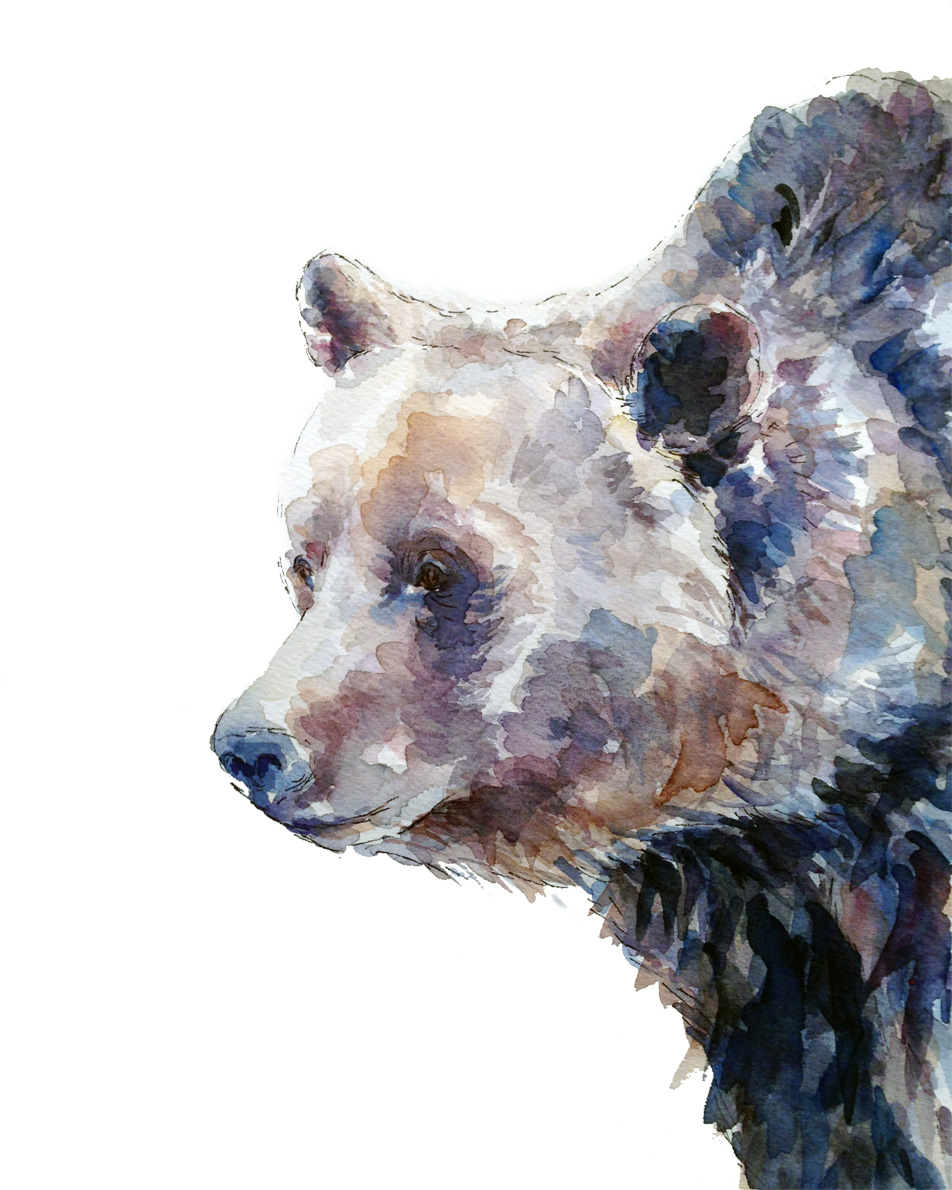 Grizzly Bear