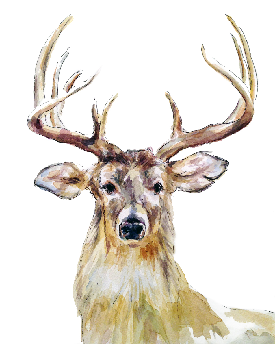 White-tailed Deer