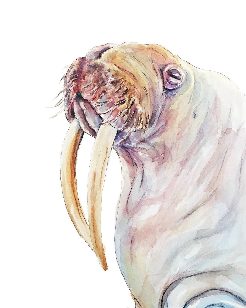 Walrus Print