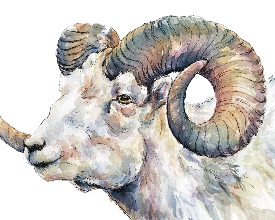 Bighorn Profile Print