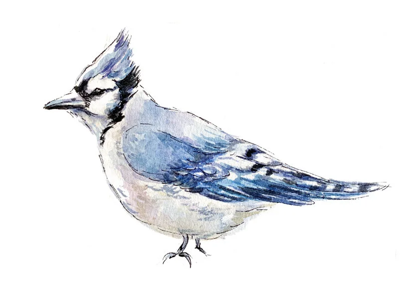 Blue Jay Full Body Print