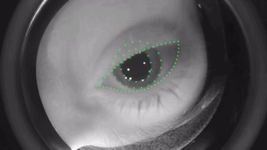 Eyetracking-HTC-Vive.gif