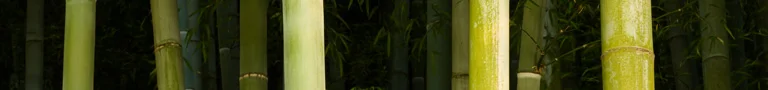 03_shutterstock_171985040_Banner.jpg