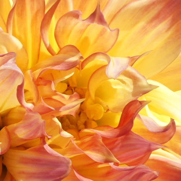 Aztec Dahlia