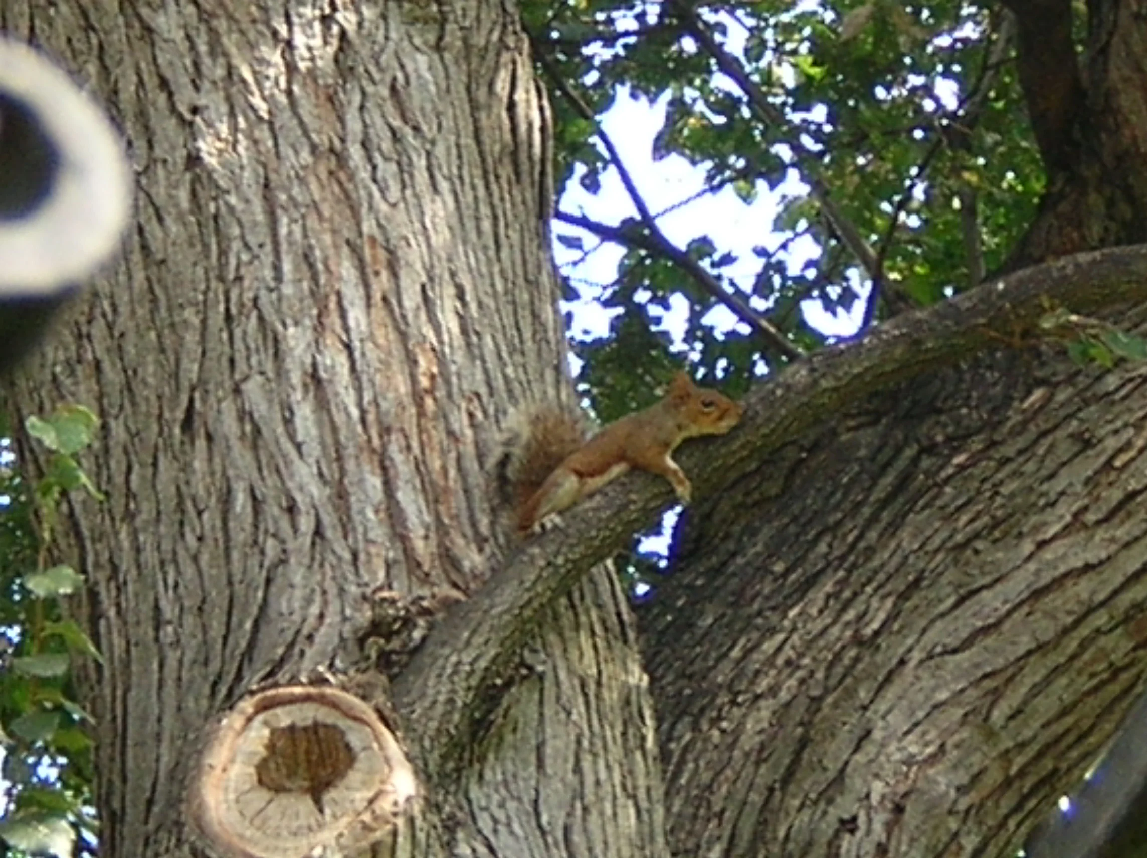Tired Squirrel is tired.