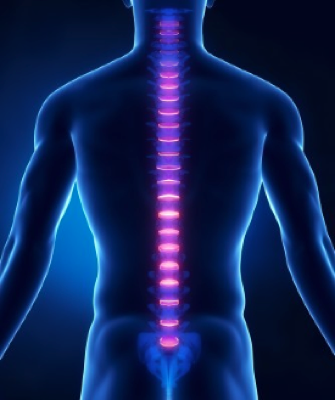spine.jpg