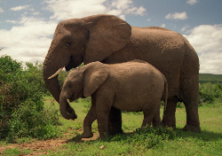 Elephant.jpg
