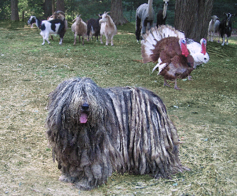 Bergamasco-Nyx-herding.jpg