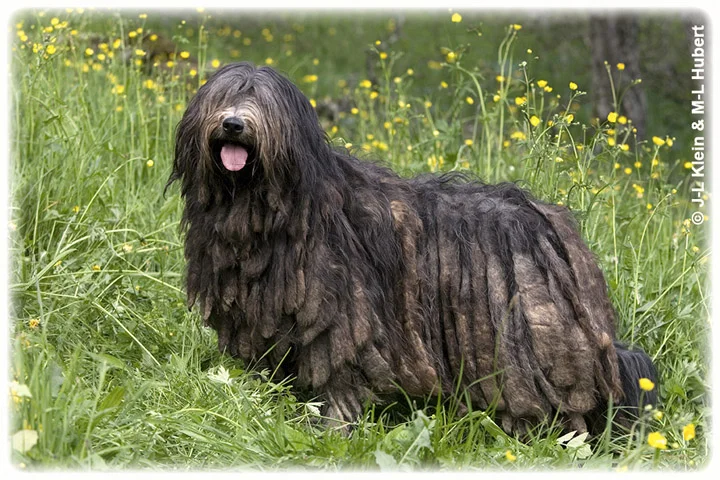 Bergamasco_01_KleinHubert.jpg