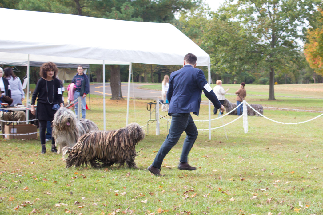 20131012 - DogShow-8.jpg