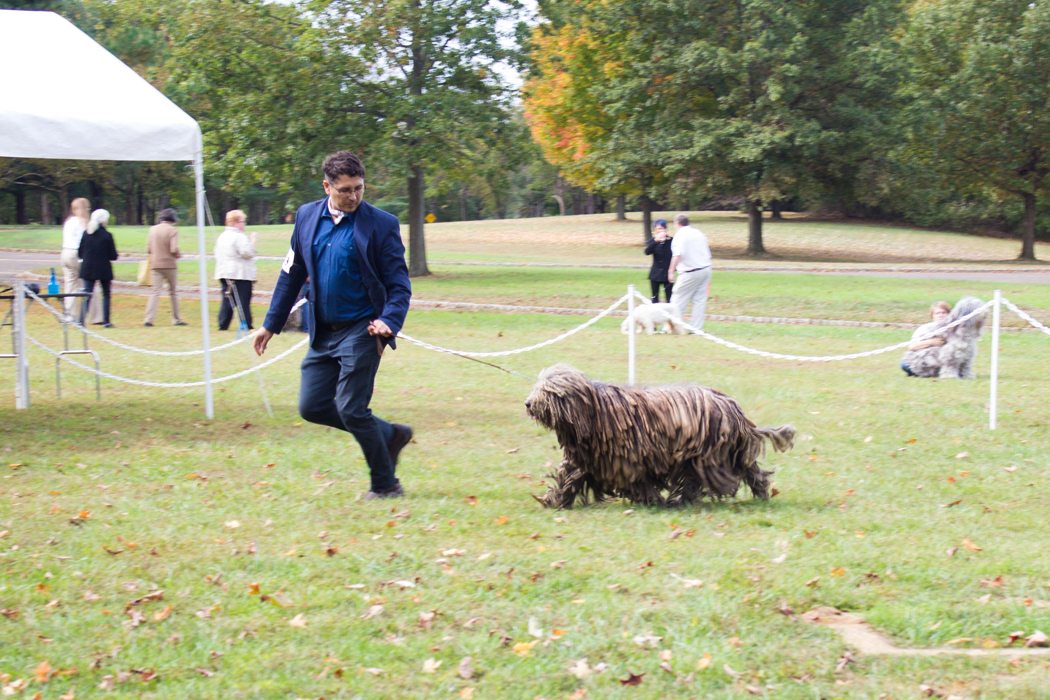 20131012 - DogShow-9.jpg