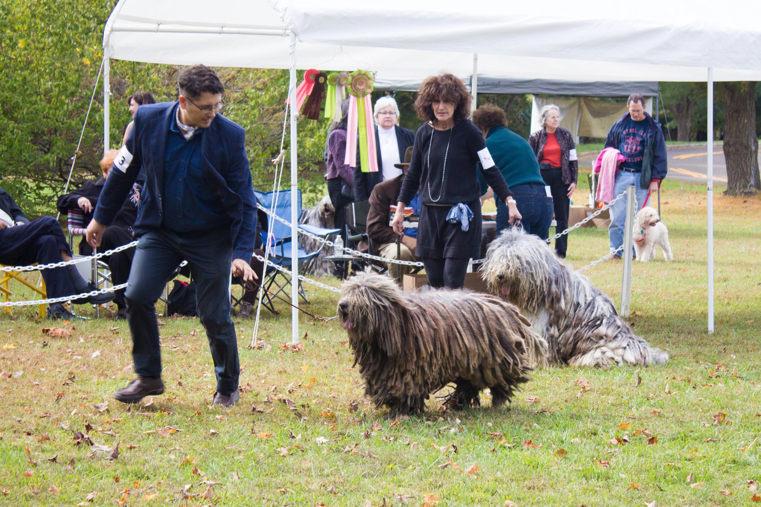 20131012 - DogShow-11.jpg