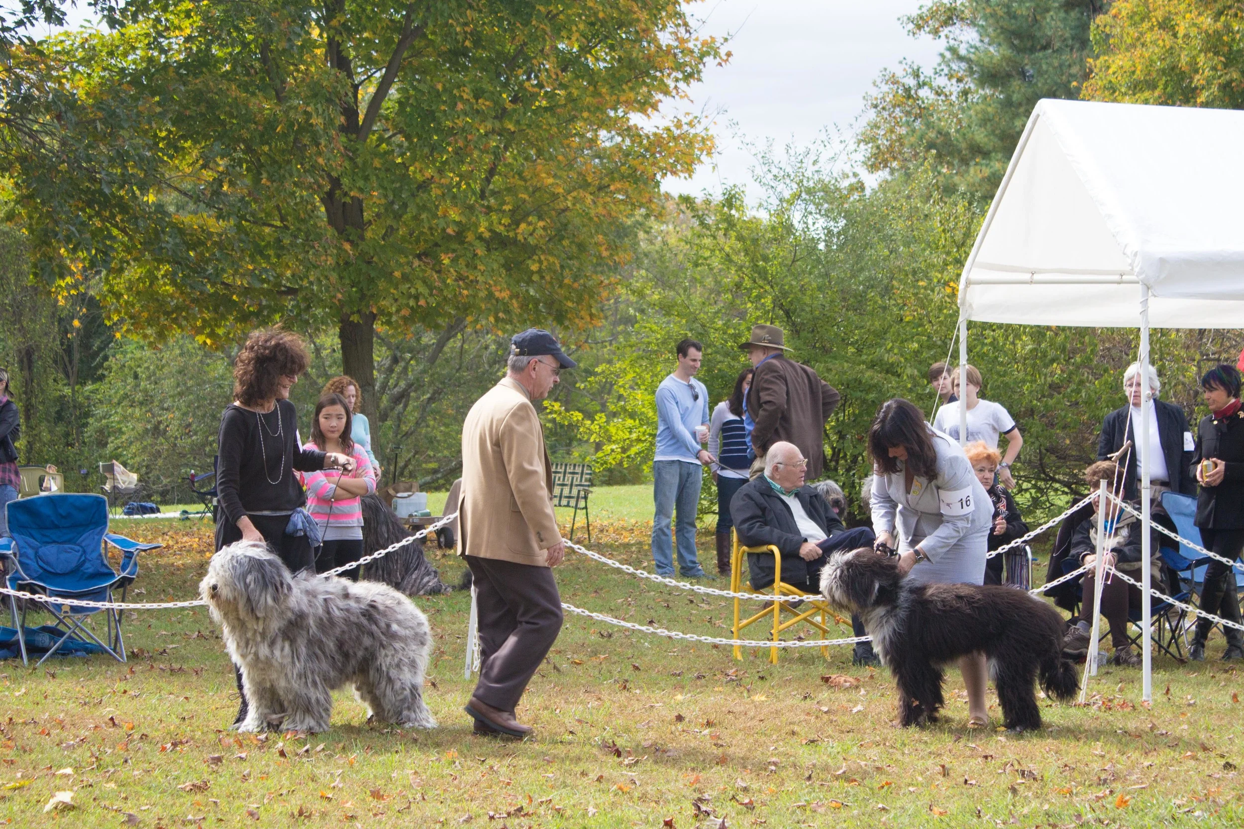 20131012 - DogShow-15.jpg