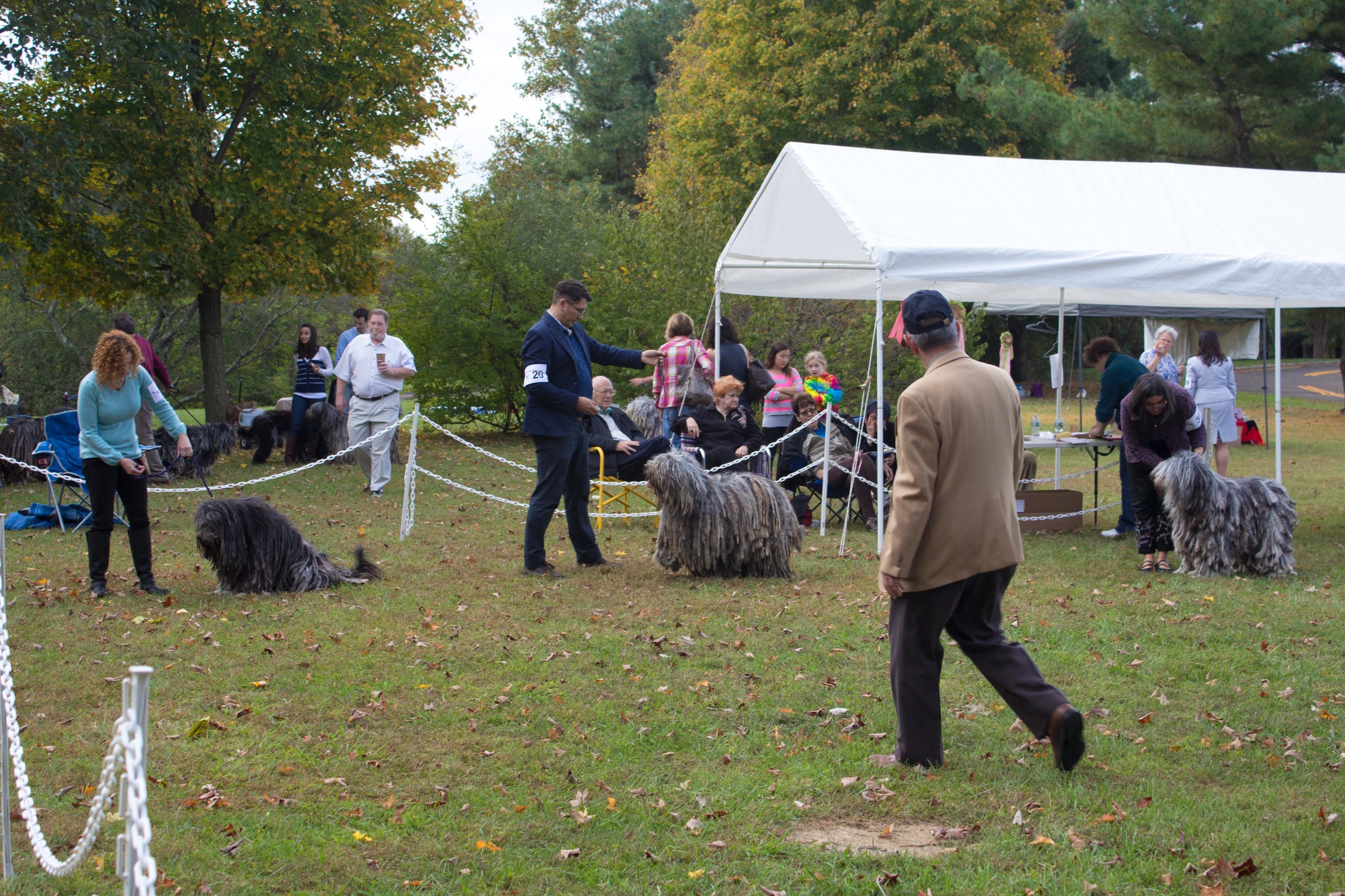 20131012 - DogShow-30.jpg