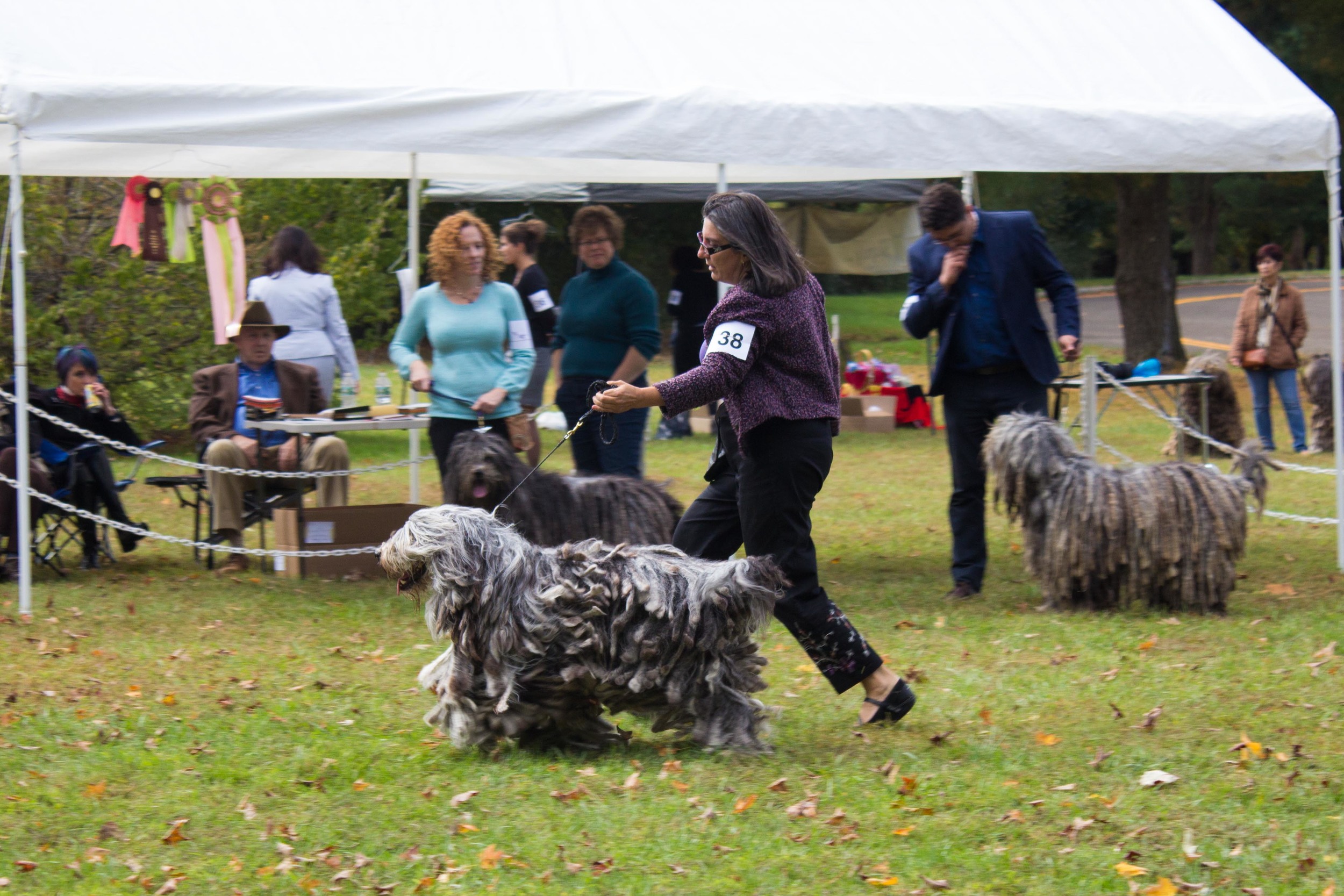 20131012 - DogShow-36.jpg