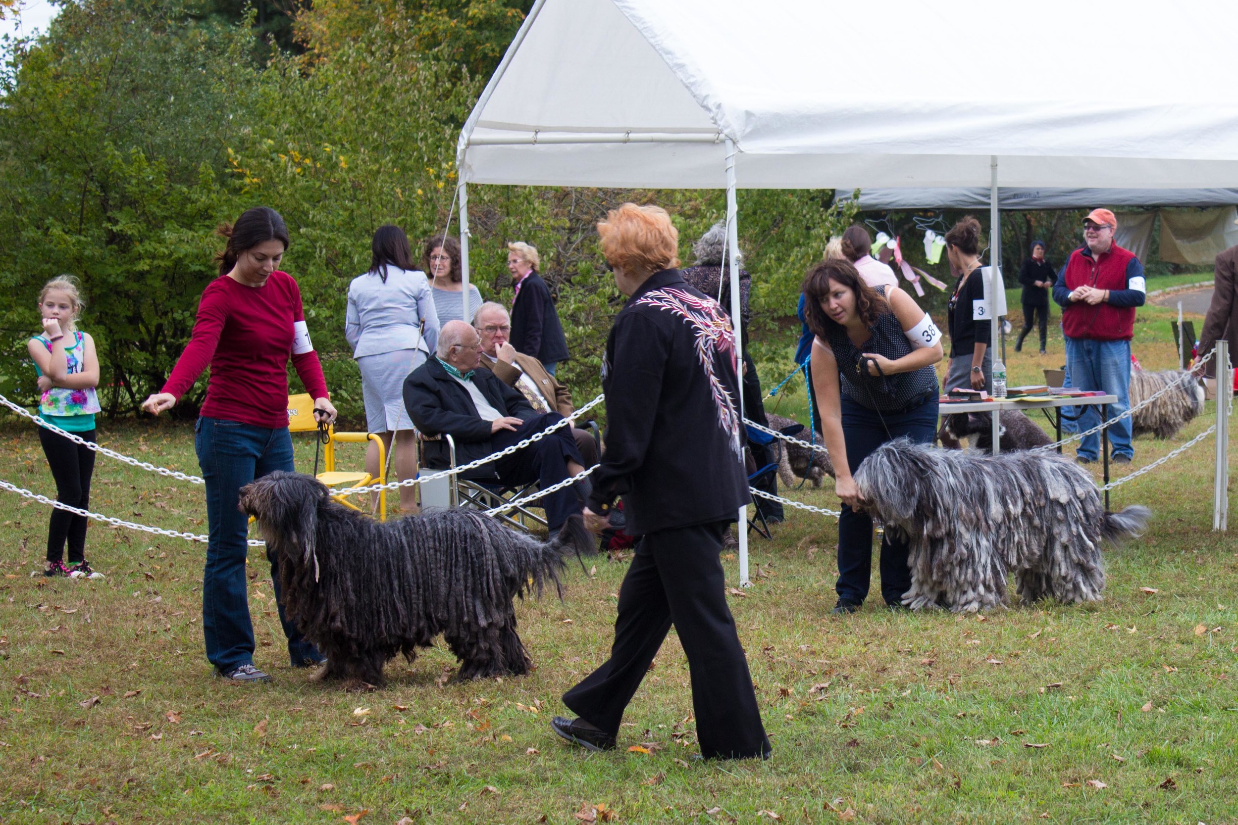 20131012 - DogShow-42.jpg