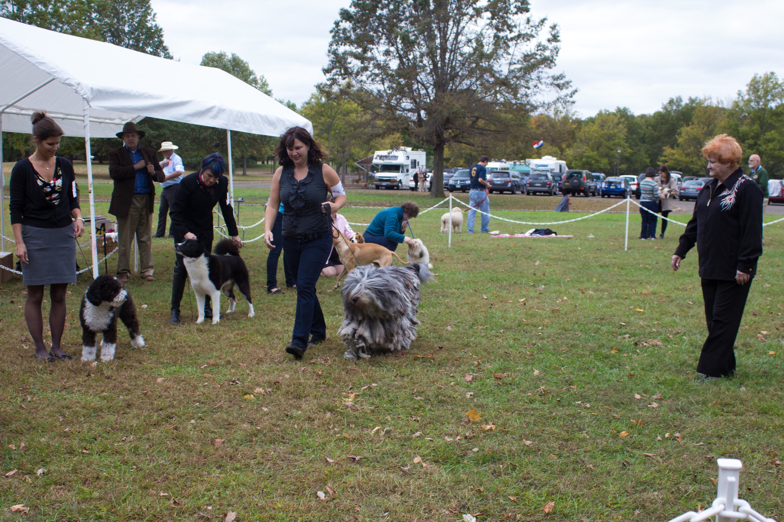 20131012 - DogShow-50.jpg