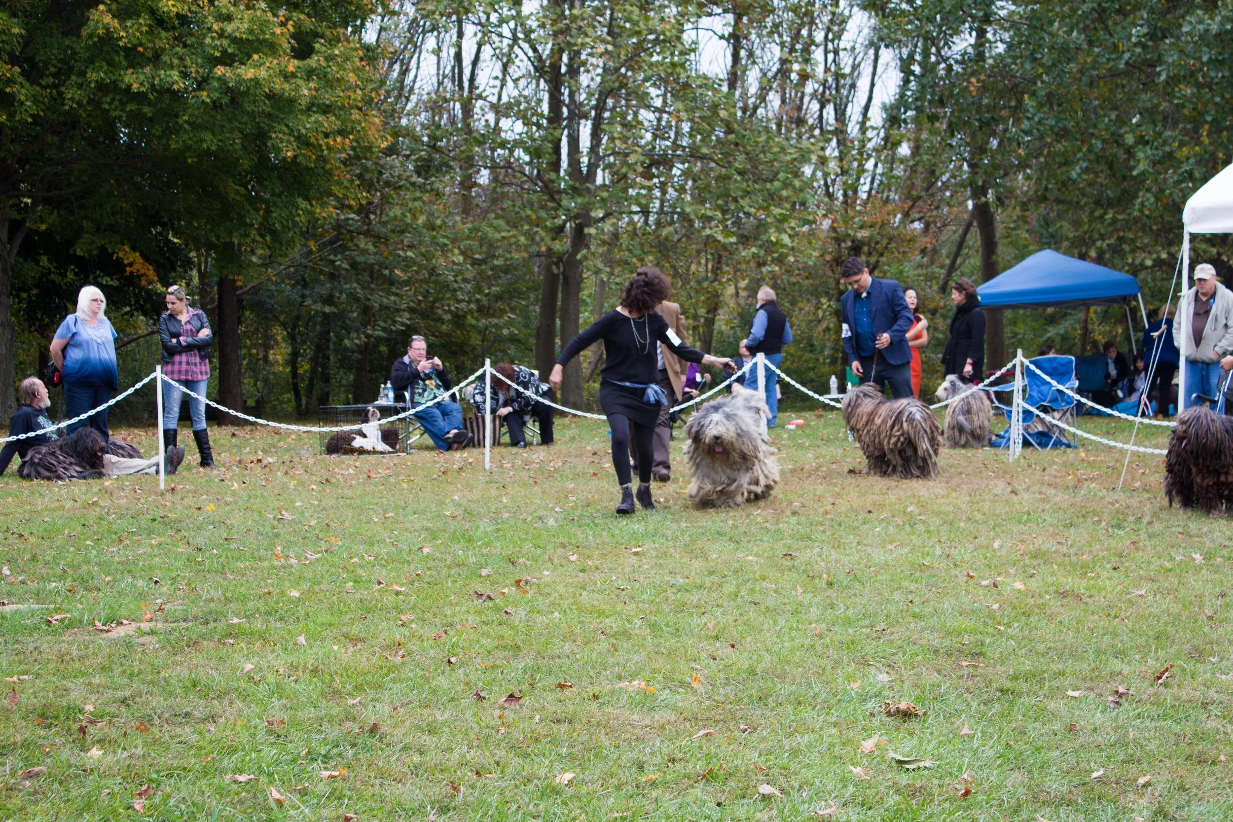 20131012 - DogShow-58.jpg