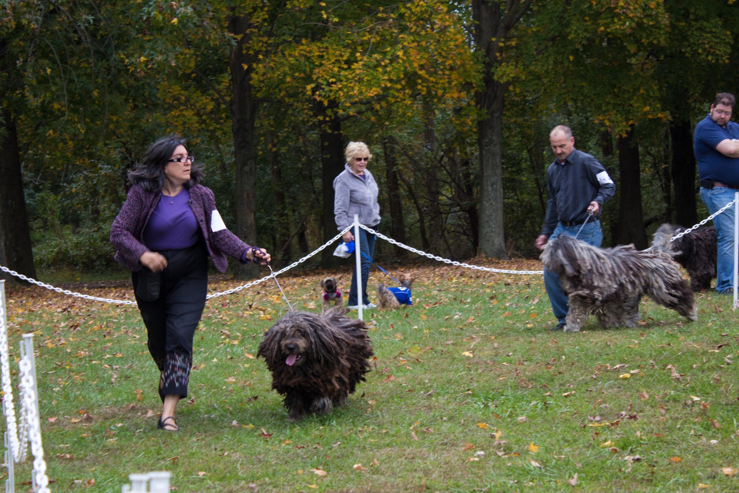 20131012 - DogShow-62.jpg