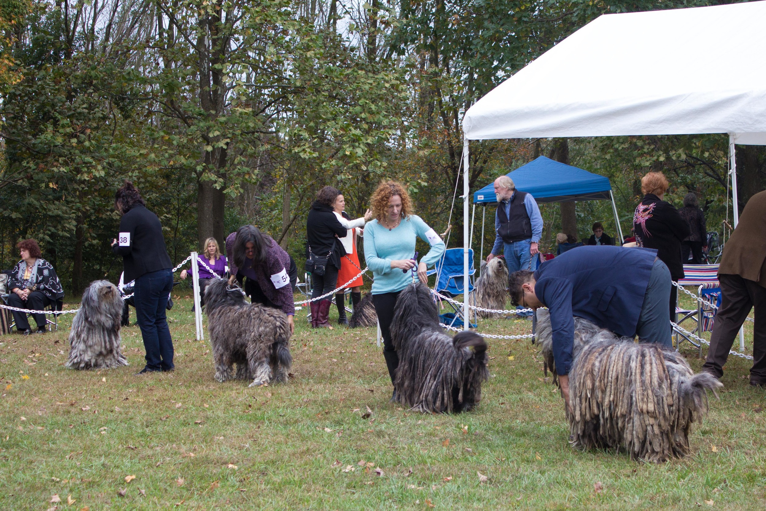 20131012 - DogShow-64.jpg