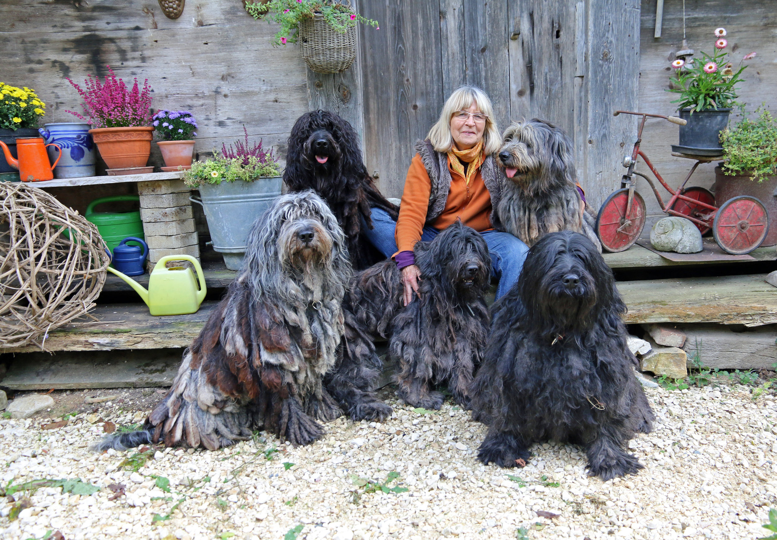Front (left to right): Vito dell Albera Silver Pastori, Dascha-Dyomena del Montevergine, Irina del Montevergine Behind (left to right): Lieto del Montevergine, Re-Meera del Montevergine