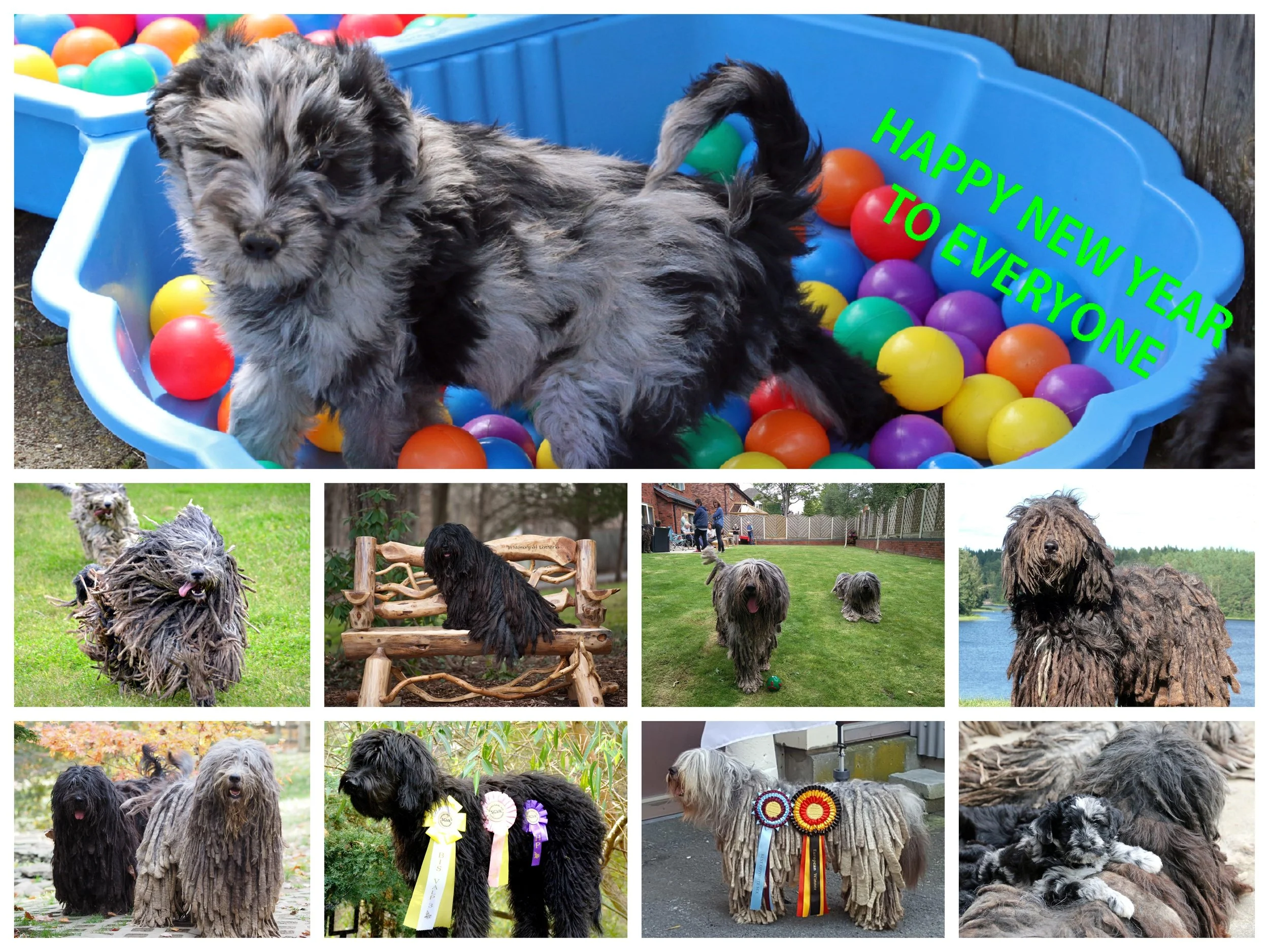 Big thanks to all breeders and supporters in 2016. Hopefully there are lot of great gatherings, shows, sporting events, puppies and experiences with our great dogs in 2017!!