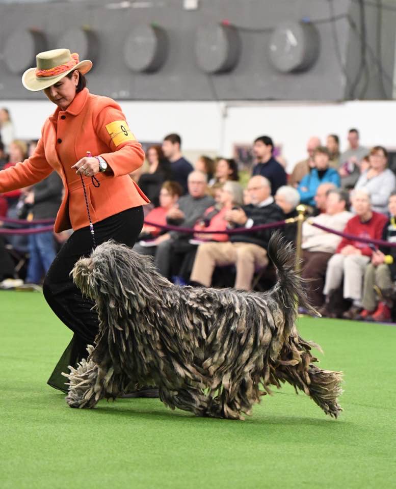 The winner of Westminster 2017: Whope Dell Albera Silver Pastori. Big big congratulations to Donna De Falcis and Jane Hobson (handler)