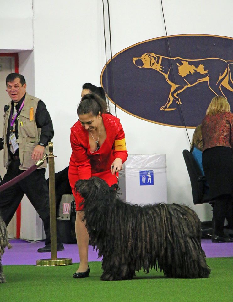 Bergische Bergamasker Amira and Jeanine Dell Orfano -Congratulations!!