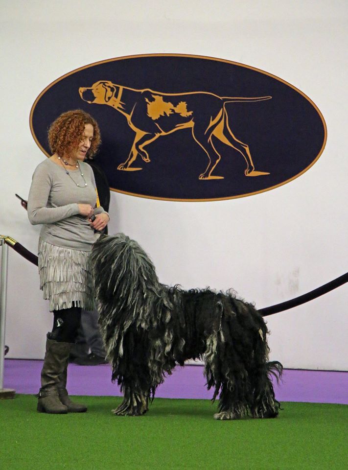 Zucchero Dell Albera Silver Pastori and Stacey Cohen - Congratulations!