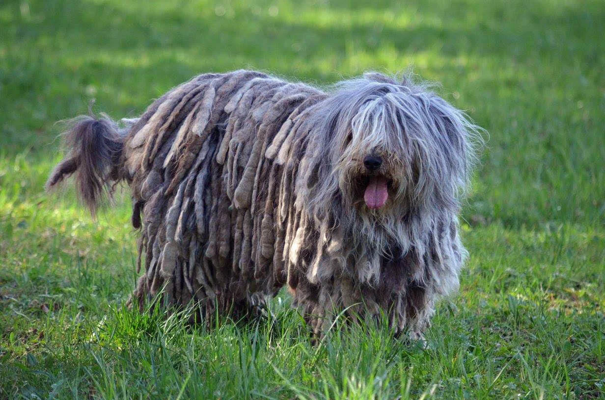 Theia dell Albera Silver Pastori