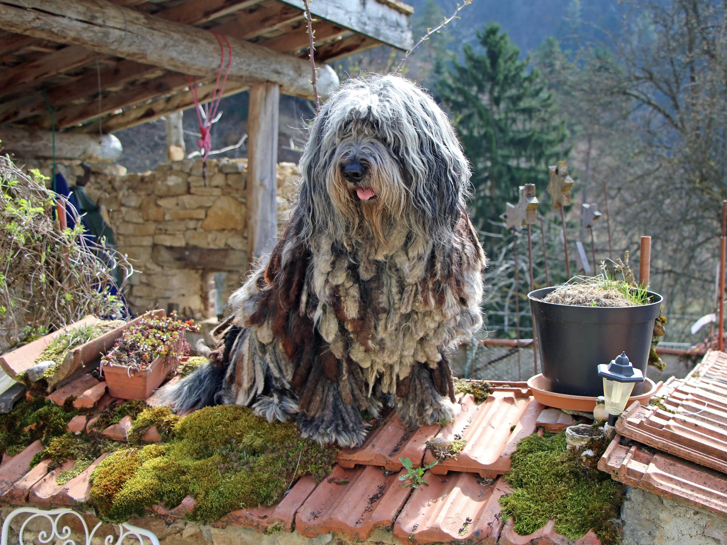 Vito dell Albera Silver Pastori