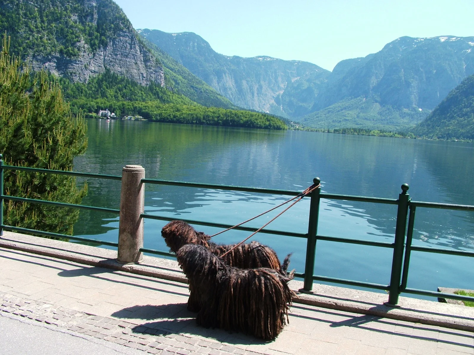 Ria at WDS Austria 2012