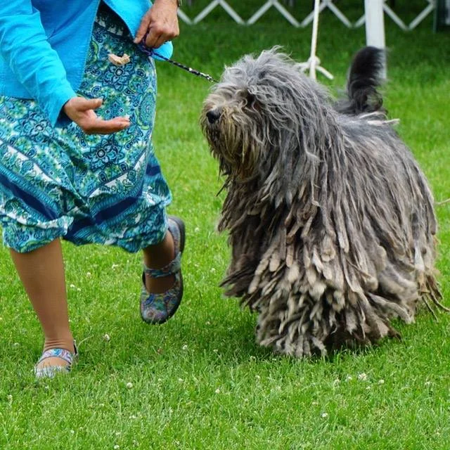 GCH Whope Silver Pastori dell Albera -> BOS at the show