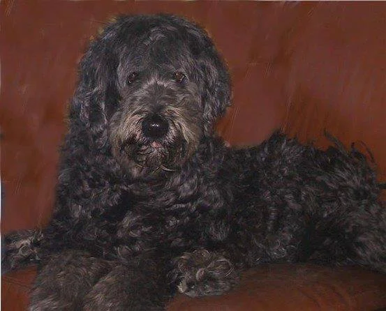 Cloe