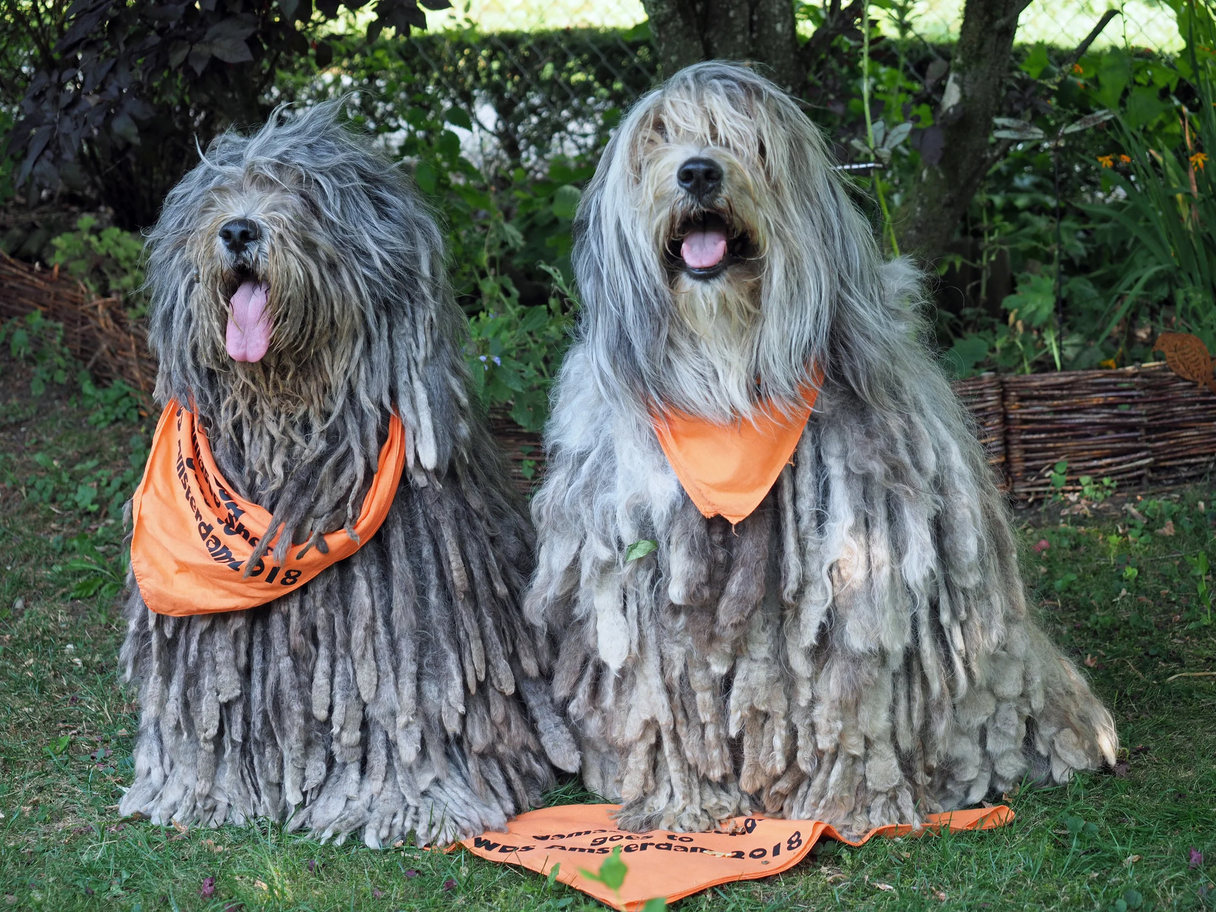 Whope dell'Albera Silver Pastori & Theia dell'Albera Silver Pastori