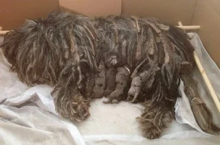 Cicci and pups